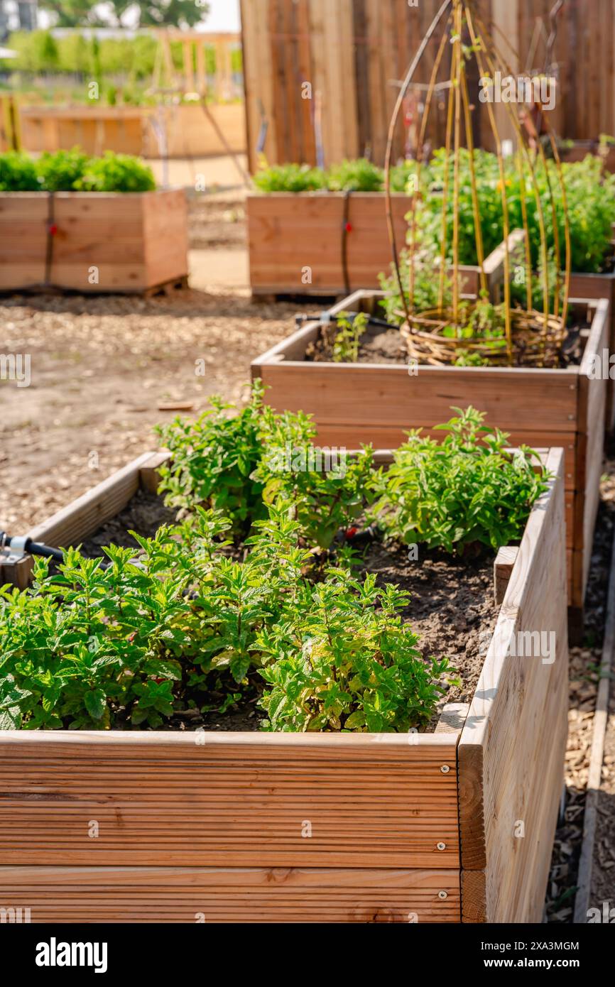 Jardin potager avec des lits en bois surélevés pour les herbes, les fruits et les légumes Banque D'Images