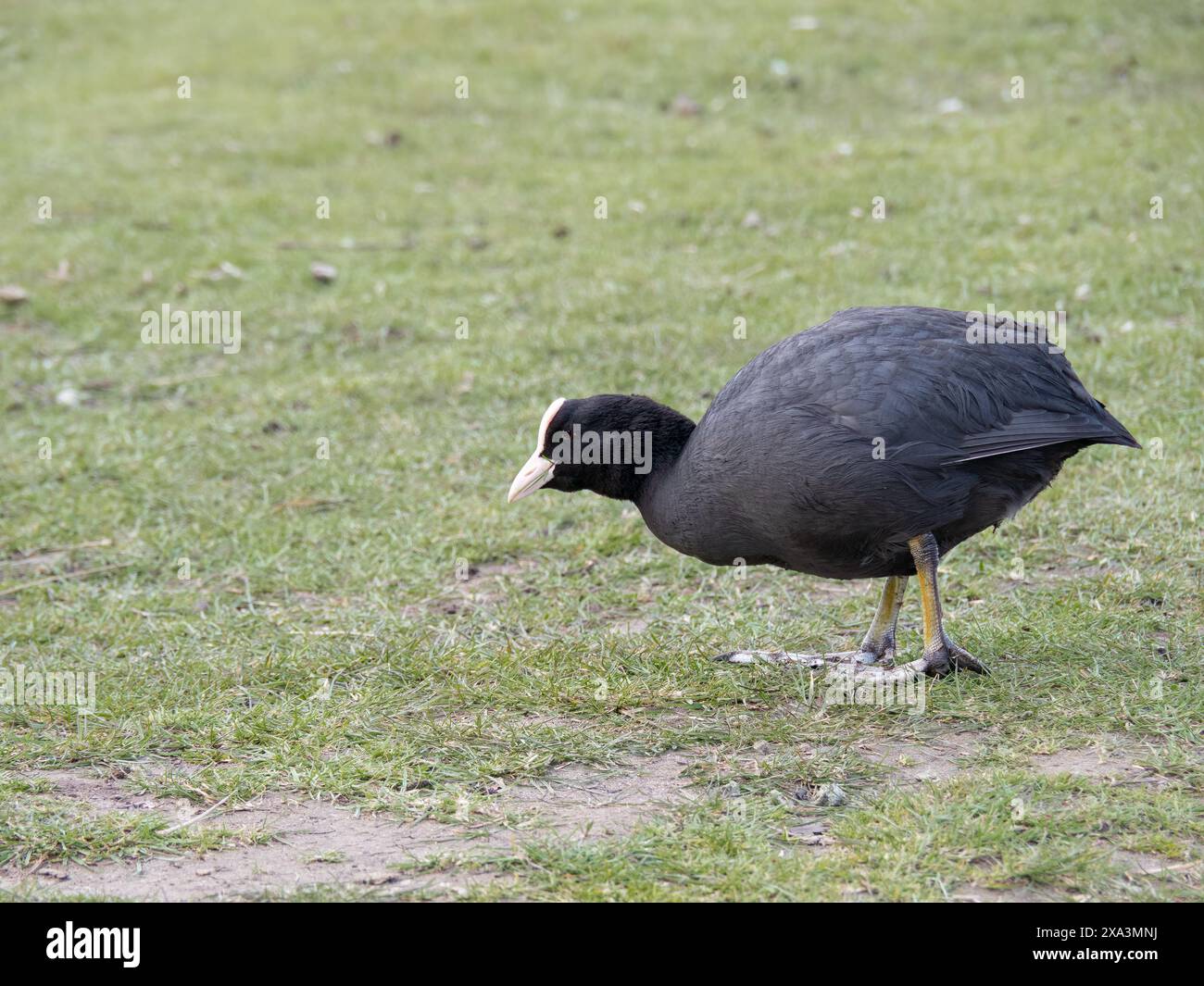 Commune eurasienne Coot aka Fulica atra marchant sur le rivage. Banque D'Images