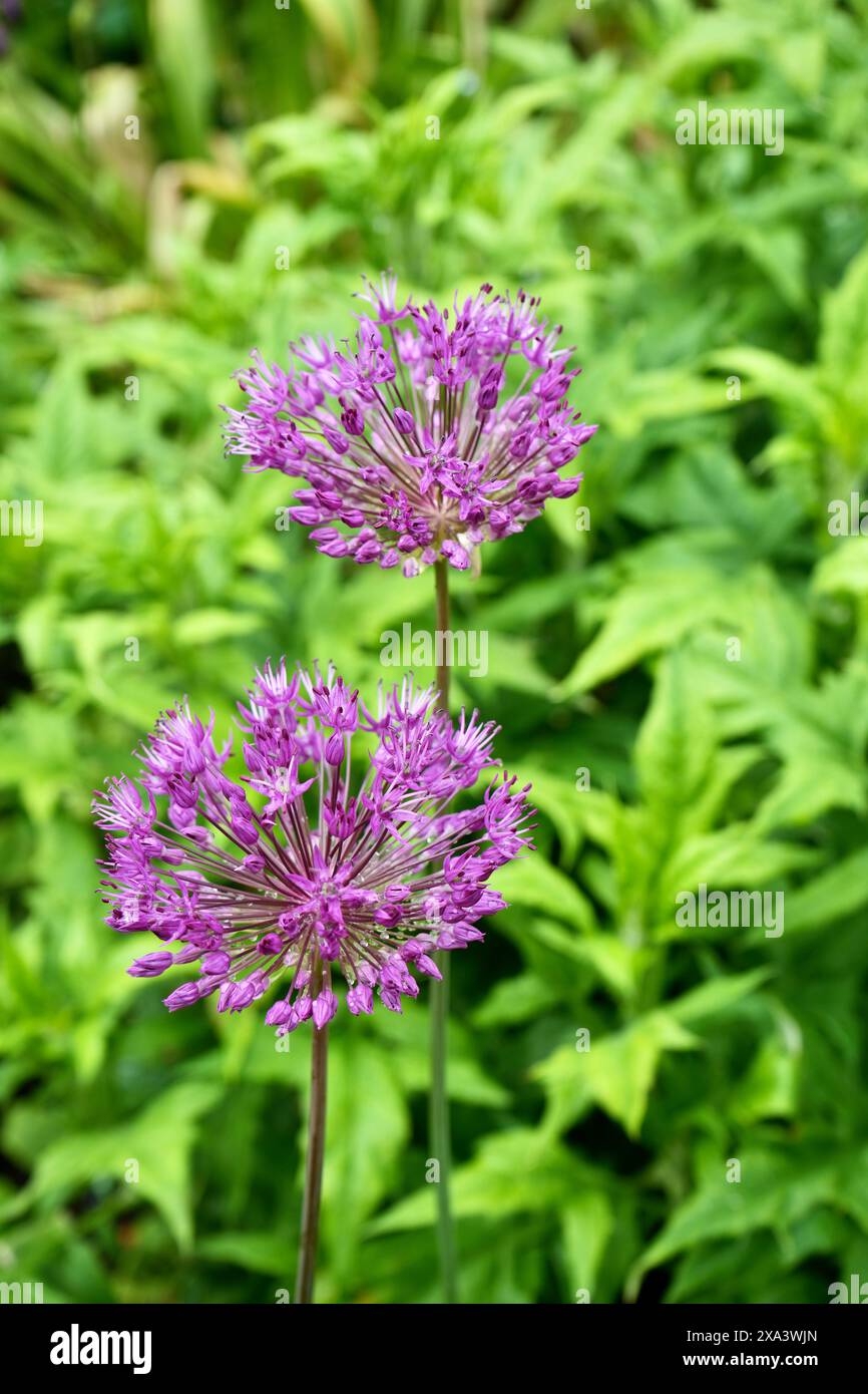 Belle fleur d'oignon géant violet, Allium Giganteum. Banque D'Images