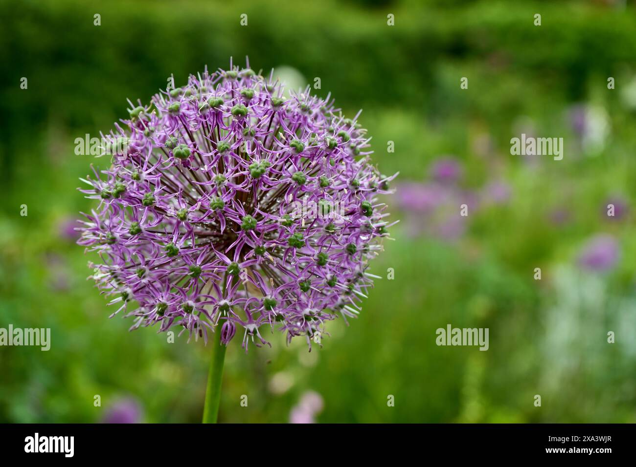 Belle fleur d'oignon géant violet, Allium Giganteum. Banque D'Images
