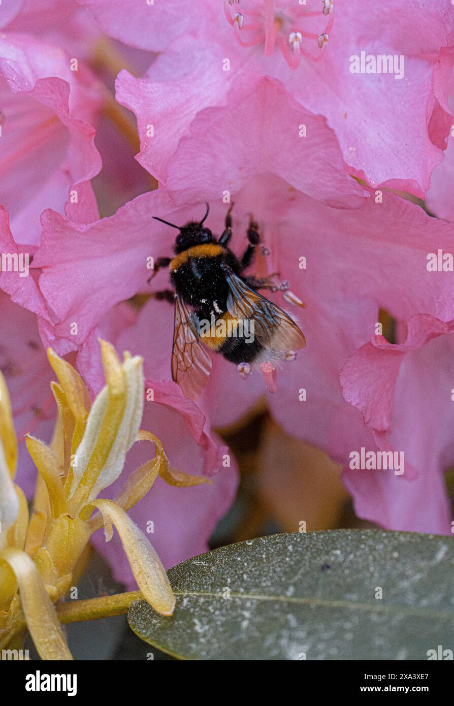 Une abeille pollinise des fleurs roses de rhododendron Banque D'Images