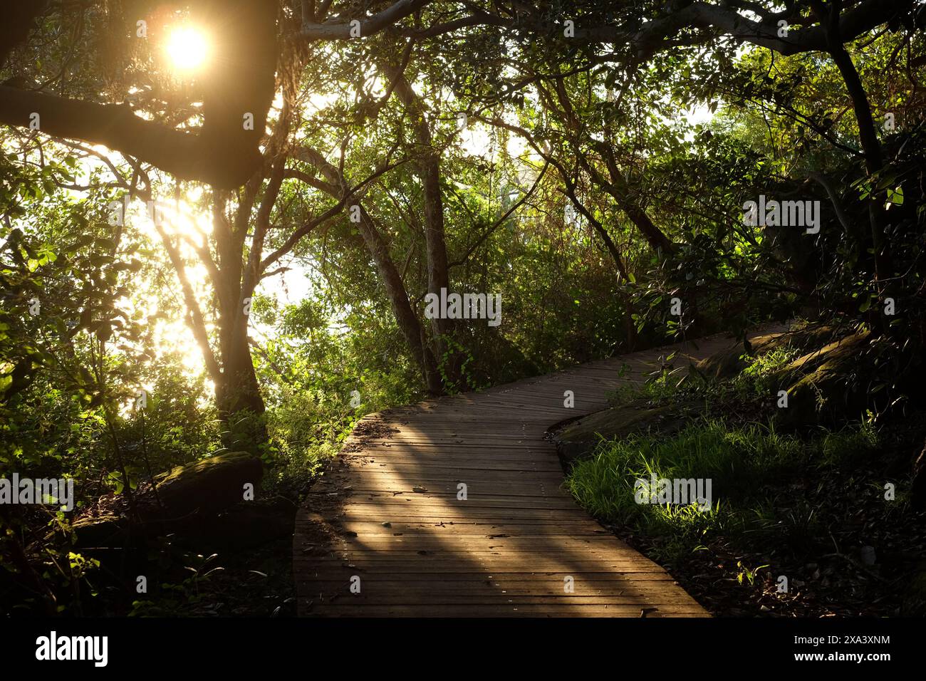 Hermitage estral Walk, arbres, rameaux et soleil brisant à travers le feuillage au-dessus de Hermit Bay Vaucluse Hermitage, Rose Bay, Sydney, Australie Banque D'Images