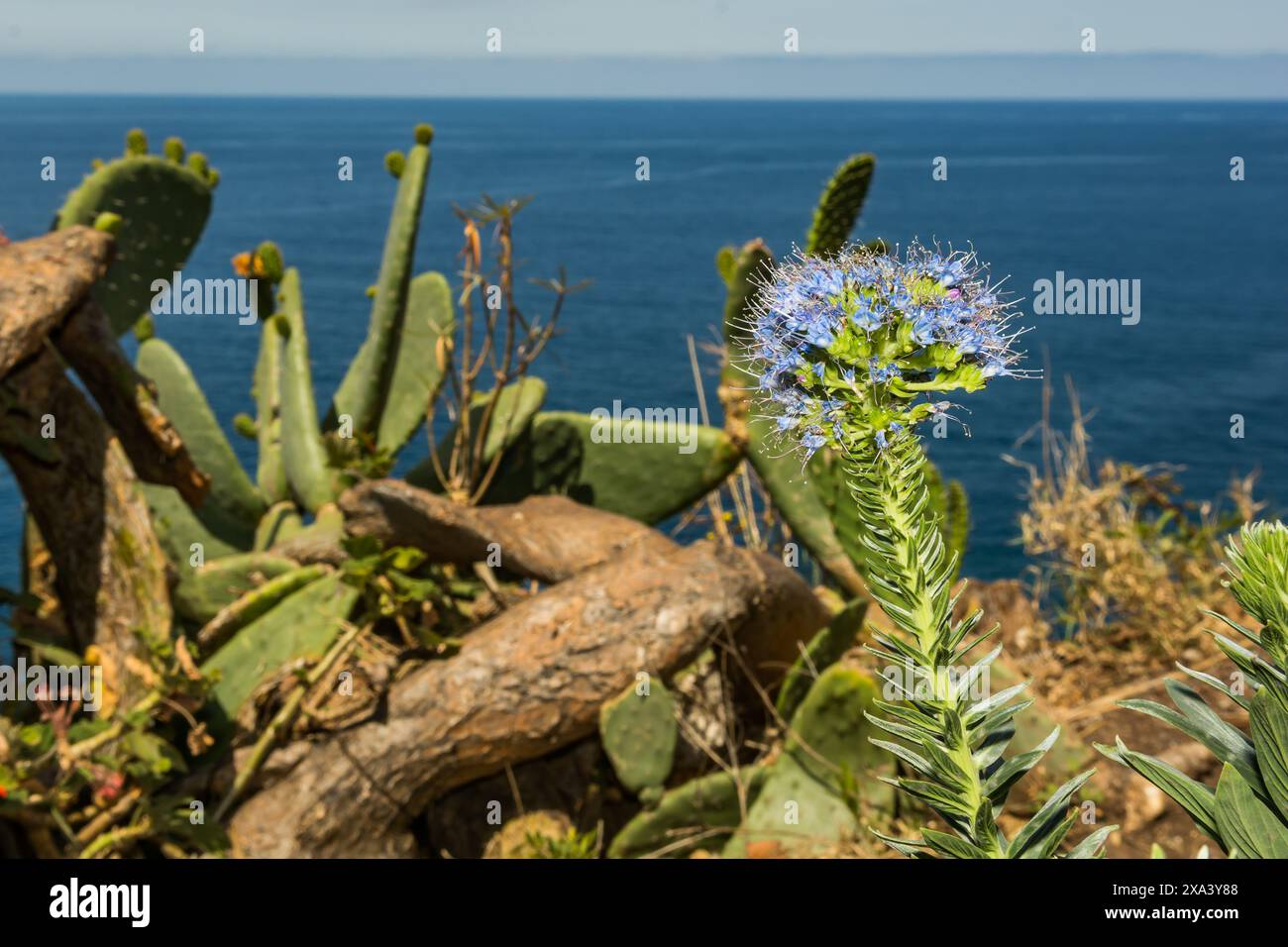 Fierté de Madère - Echium candicans Banque D'Images