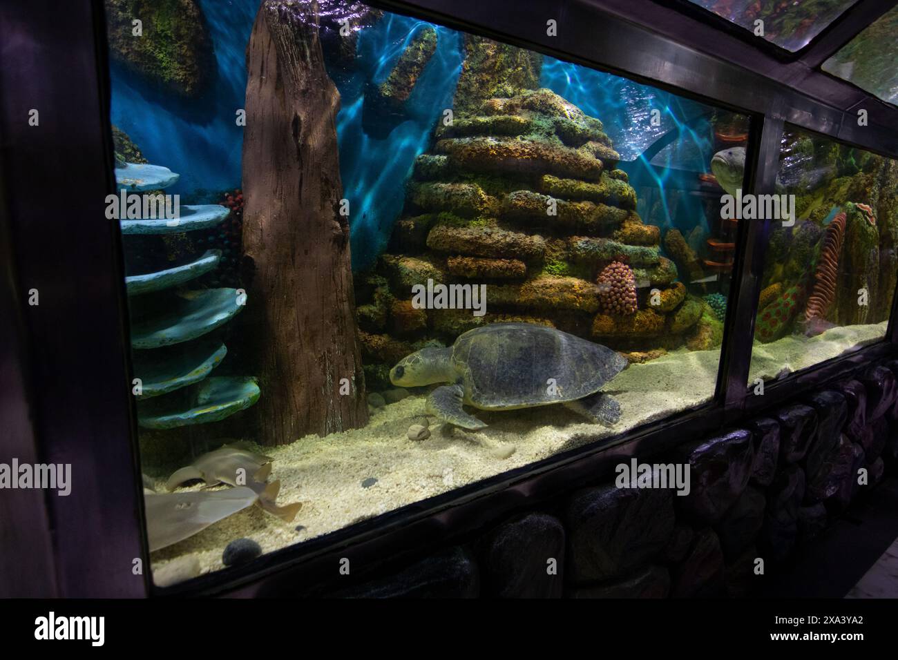 4 juin 2024, Cox's Bazar, Chittagong, Bangladesh : les visiteurs regardent différents types de poissons dans un aquarium au Radiant Fish World à Cox's Bazar, Bangladesh. Radiant Fish World Bangladesh a apporté l'occasion de visiter le premier aquarium de poissons standard international. Radiant Fish World est un aquarium de poissons et un hall d'exposition de poissons situé à Cox's Bazar. Le complexe d'aquarium compte environ 100 types de poissons d'océan et d'eau douce. (Crédit image : © Joy Saha/ZUMA Press Wire) USAGE ÉDITORIAL SEULEMENT! Non destiné à UN USAGE commercial ! Banque D'Images