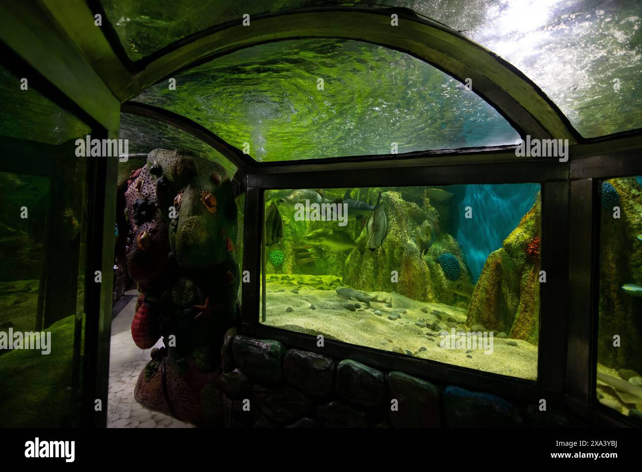 4 juin 2024, Cox's Bazar, Chittagong, Bangladesh : les visiteurs regardent différents types de poissons dans un aquarium au Radiant Fish World à Cox's Bazar, Bangladesh. Radiant Fish World Bangladesh a apporté l'occasion de visiter le premier aquarium de poissons standard international. Radiant Fish World est un aquarium de poissons et un hall d'exposition de poissons situé à Cox's Bazar. Le complexe d'aquarium compte environ 100 types de poissons d'océan et d'eau douce. (Crédit image : © Joy Saha/ZUMA Press Wire) USAGE ÉDITORIAL SEULEMENT! Non destiné à UN USAGE commercial ! Banque D'Images