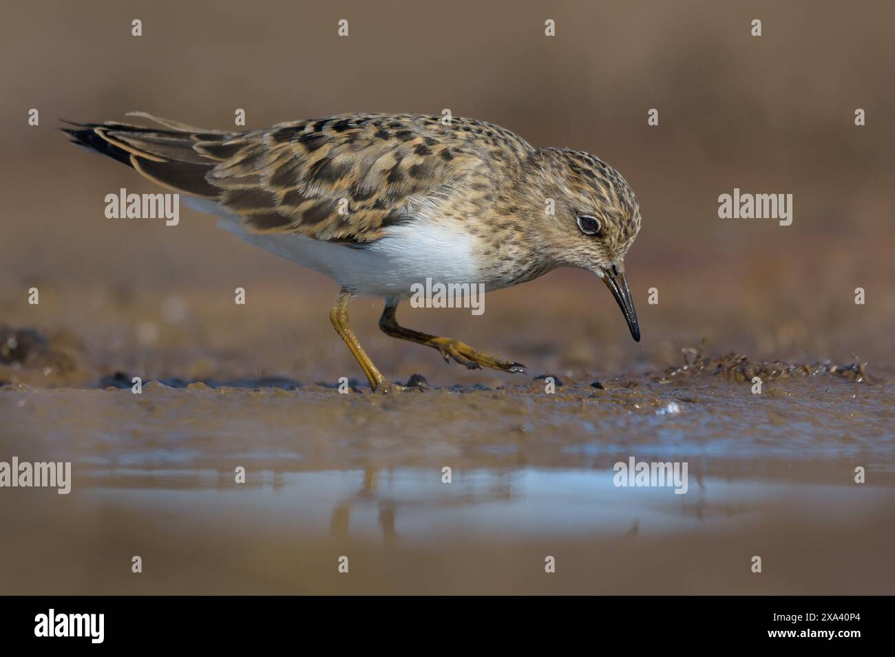 Le travail de Temminck (Calidris temminckii) examine le sol pour la nourriture sur le rivage boueux dans le plumage de reproduction printanière Banque D'Images