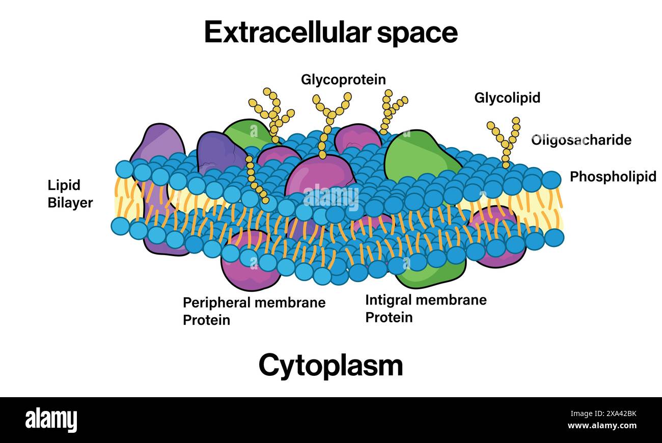 Illustration vectorielle détaillée de la structure de la membrane plasmique pour l'éducation en biologie cellulaire et biochimie sur fond blanc. Illustration de Vecteur