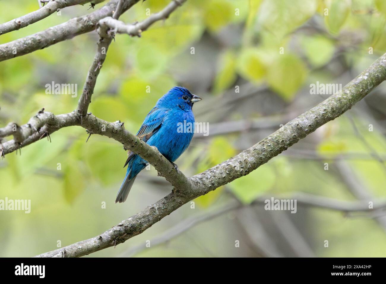 Une guirlande indigo affiche ses teintes bleues. Tandis que perché sur une branche, le bleu profond de ses plumes brille en contraste avec le backgroun de la forêt douce Banque D'Images