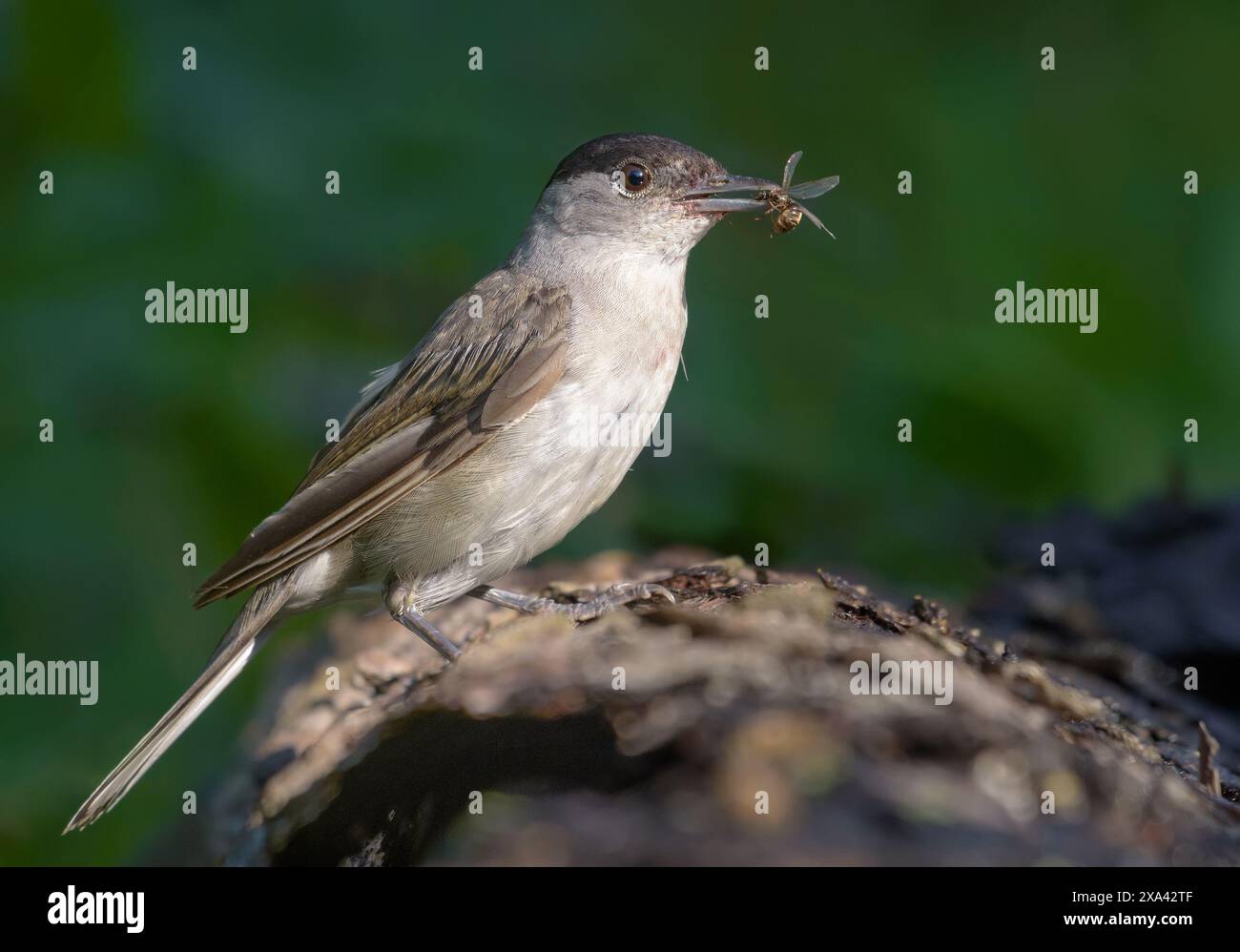 Bouchon noir eurasien mâle (sylvia atricapilla) posant sur un arbre tombé avec une fourmi reine attrapée au bec Banque D'Images