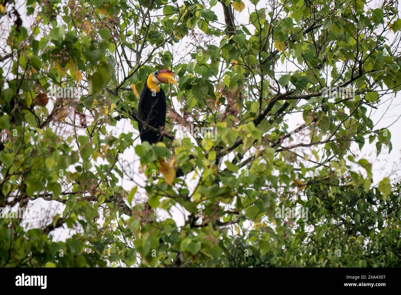 Bec de corne ridé - Rhabdotorrhinus corrugatus, grand bel oiseau emblématique avec bec coloré des forêts tropicales d'Asie du Sud-est, rive Kinabatangan Banque D'Images
