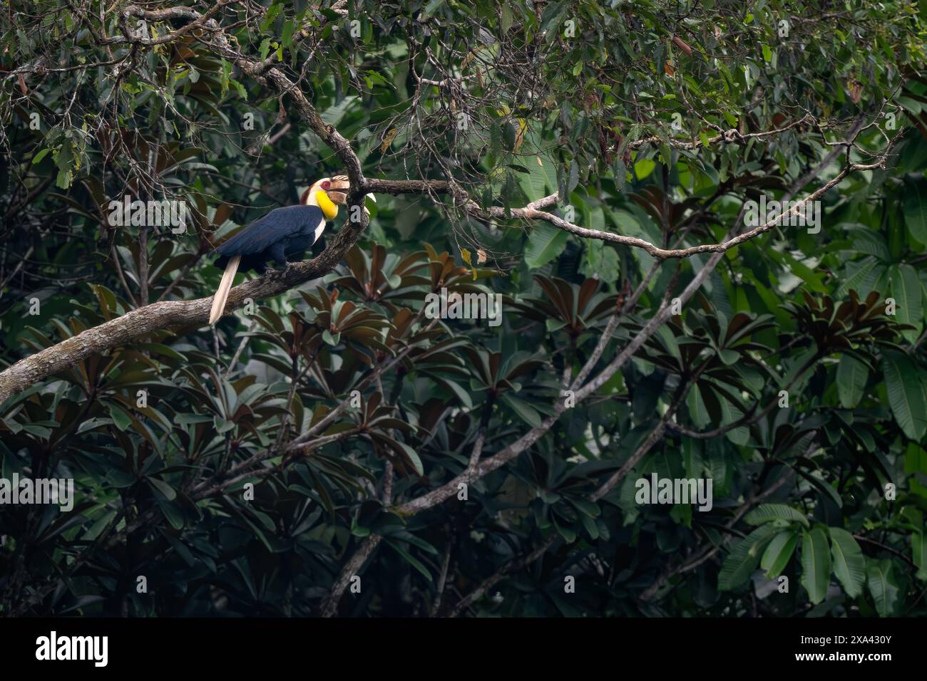 Bec de corne ridé - Rhabdotorrhinus corrugatus, grand bel oiseau emblématique avec bec coloré des forêts tropicales d'Asie du Sud-est, rive Kinabatangan Banque D'Images