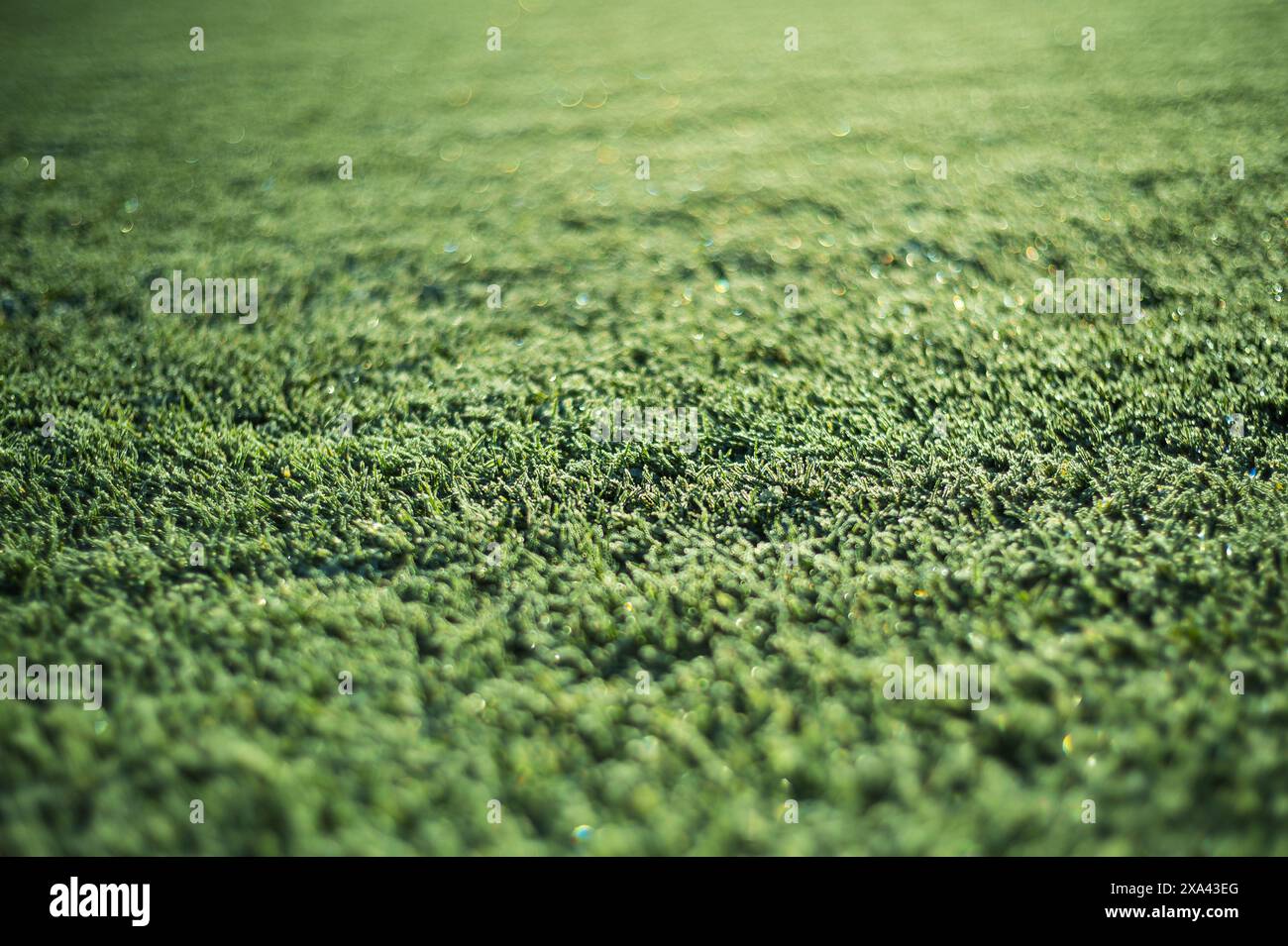 herbe gelée sur le terrain de football Banque D'Images