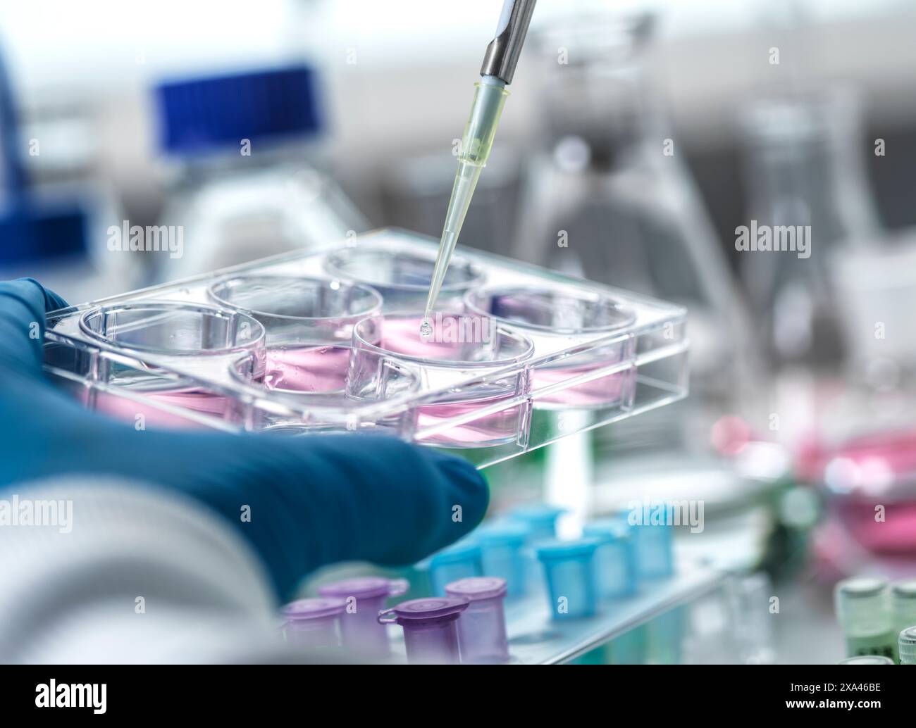 Scientifique pipettant un liquide dans une plaque de culture cellulaire dans un laboratoire. Banque D'Images