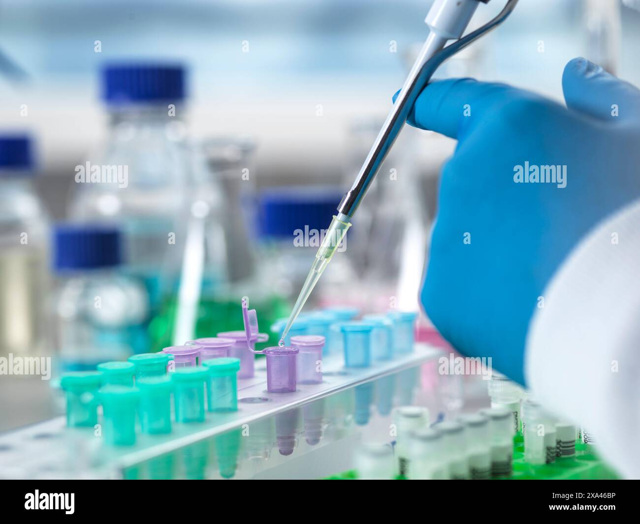 Scientifique pipettant du liquide dans des tubes à essai dans un laboratoire. Banque D'Images