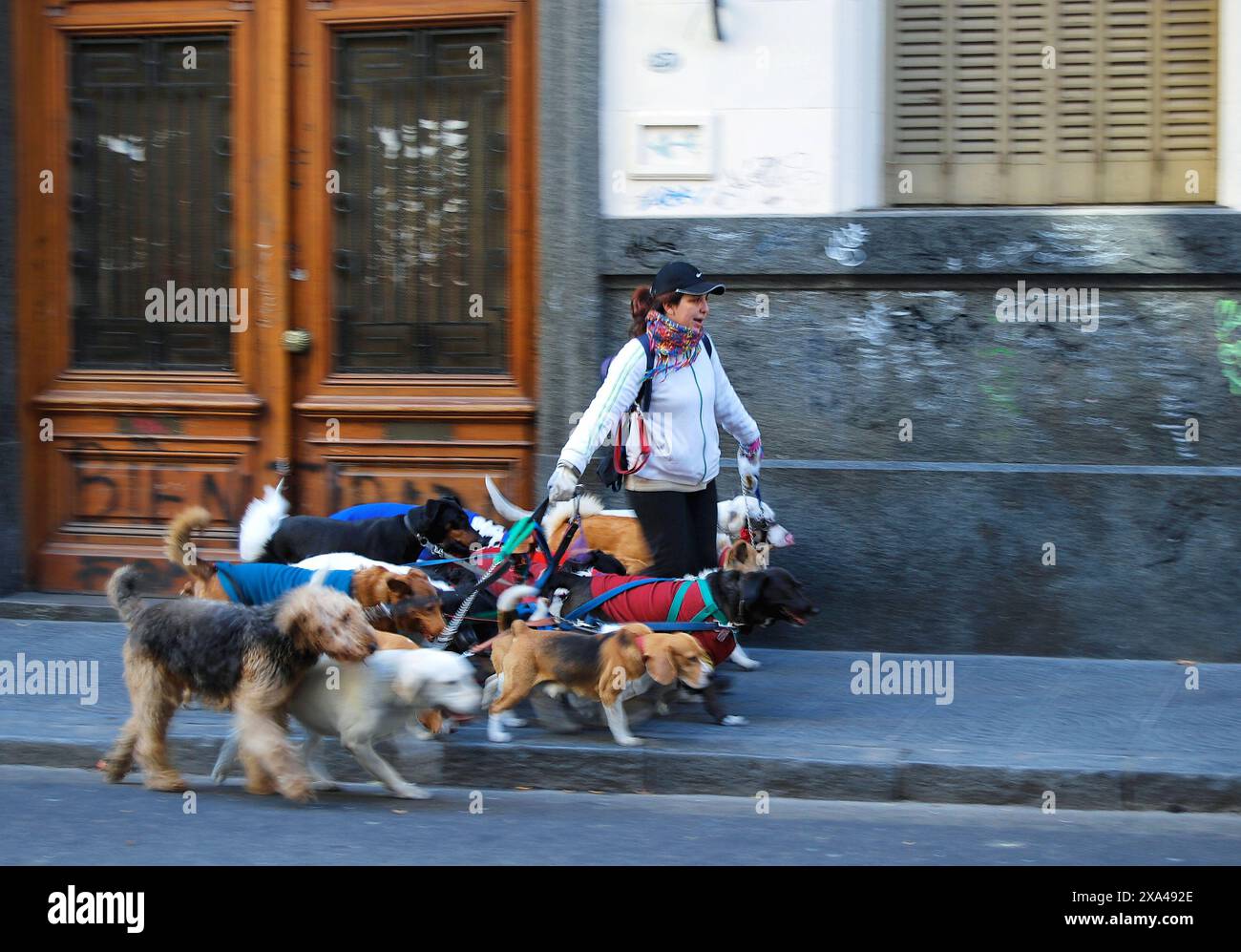 Marcheur de chiens Une femme promène 11 chiens dans la section Recoleta de Buenos Aires, Argentine en juillet 2007. Banque D'Images