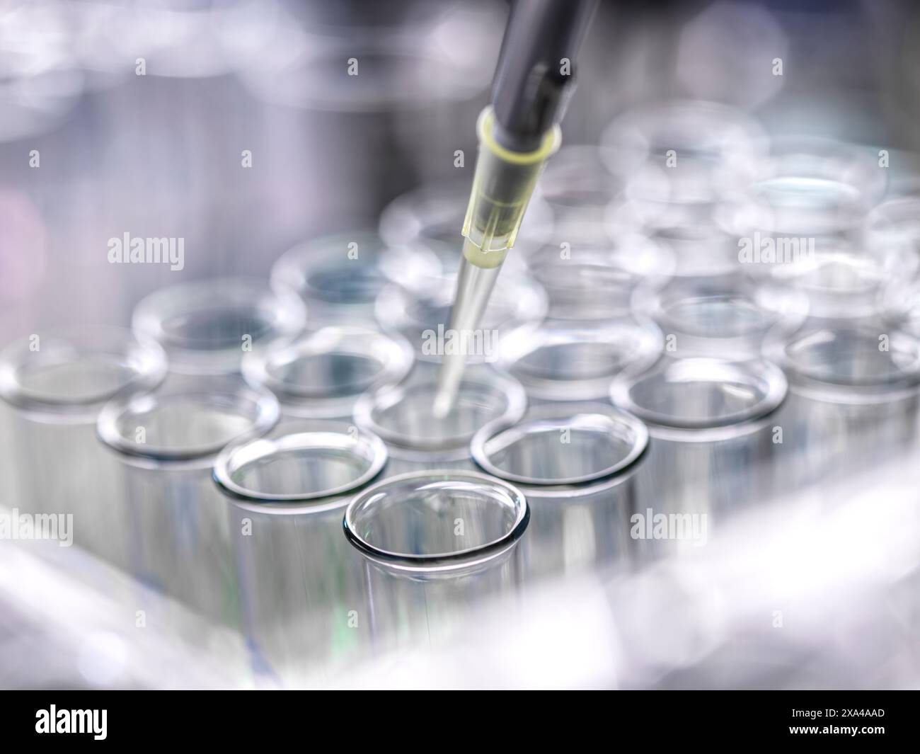 [Divers]recherche pharmaceutique, scientifique pipettant un échantillon dans un tube à essai lors d'une expérience en laboratoire. Banque D'Images