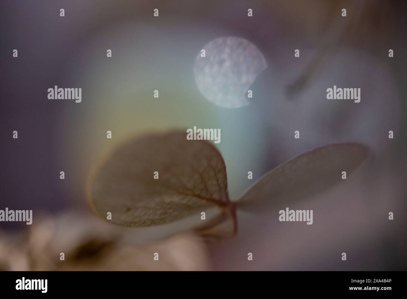 Gros plan d'une feuille délicate et translucide avec un arrière-plan flou avec un effet de lumière pâle et bokeh. Banque D'Images