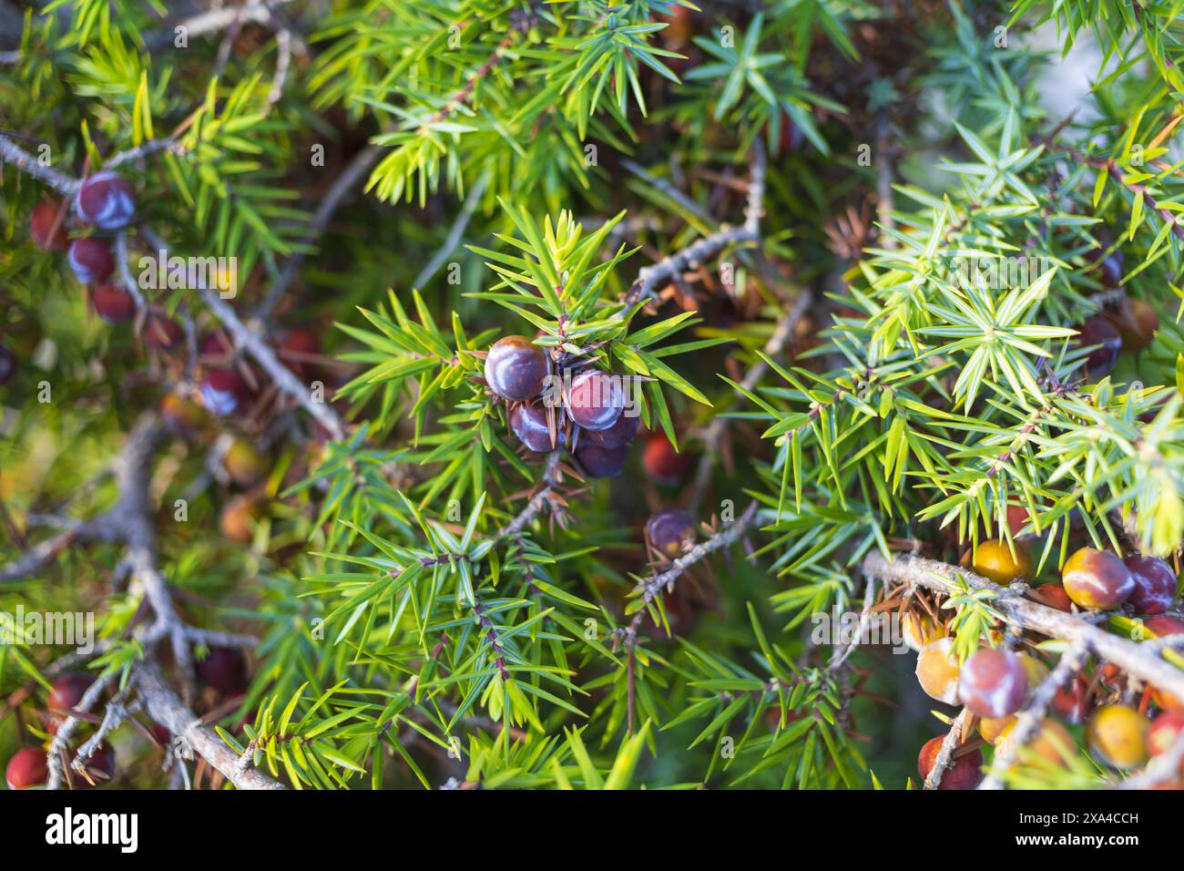 Photo en gros plan d'une branche d'arbre de genièvre avec des fruits Banque D'Images