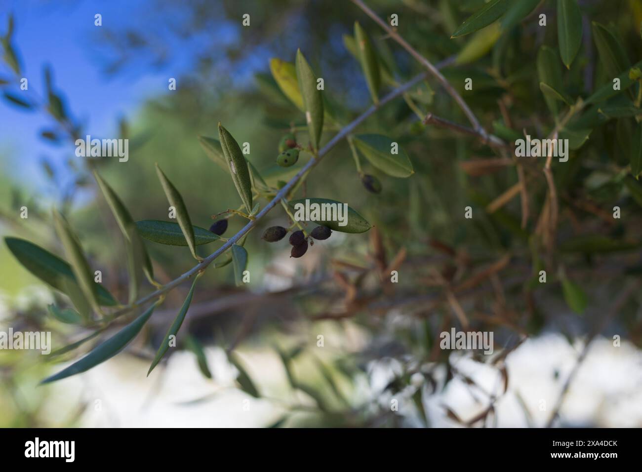 Photo en gros plan d'une ancienne branche d'olivier avec des fruits dans les jardins d'oliviers du parc écologique LUN sur l'île de Pag, Croatie Banque D'Images