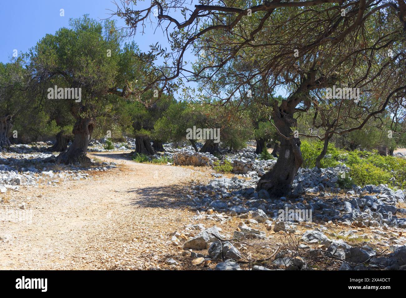 Photo d'oliviers anciens dans les jardins d'oliviers du parc écologique LUN sur l'île de Pag, Croatie Banque D'Images