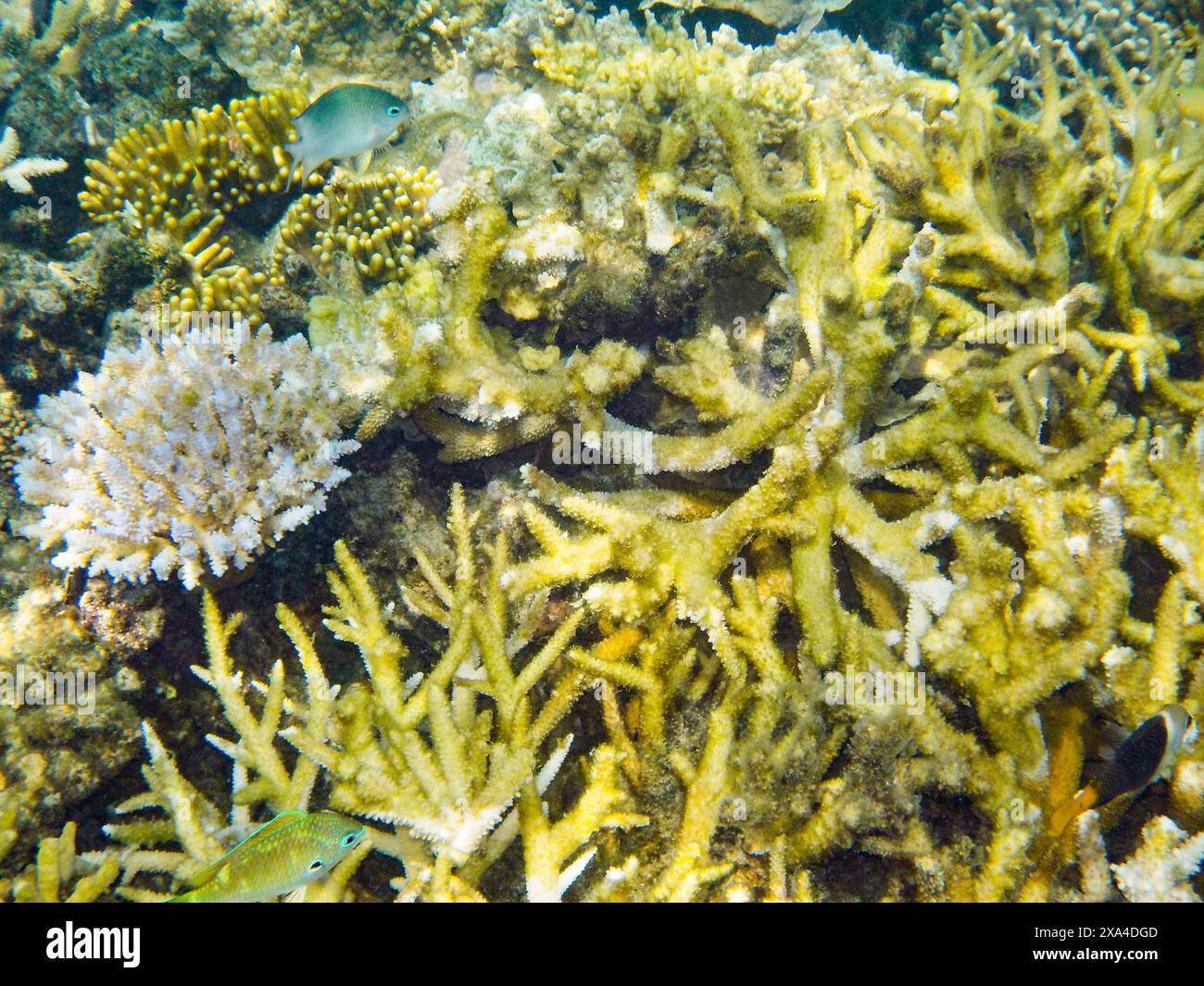 Une scène sous-marine vibrante présentant une variété de formations coralliennes avec de petits poissons nageant parmi eux. Banque D'Images
