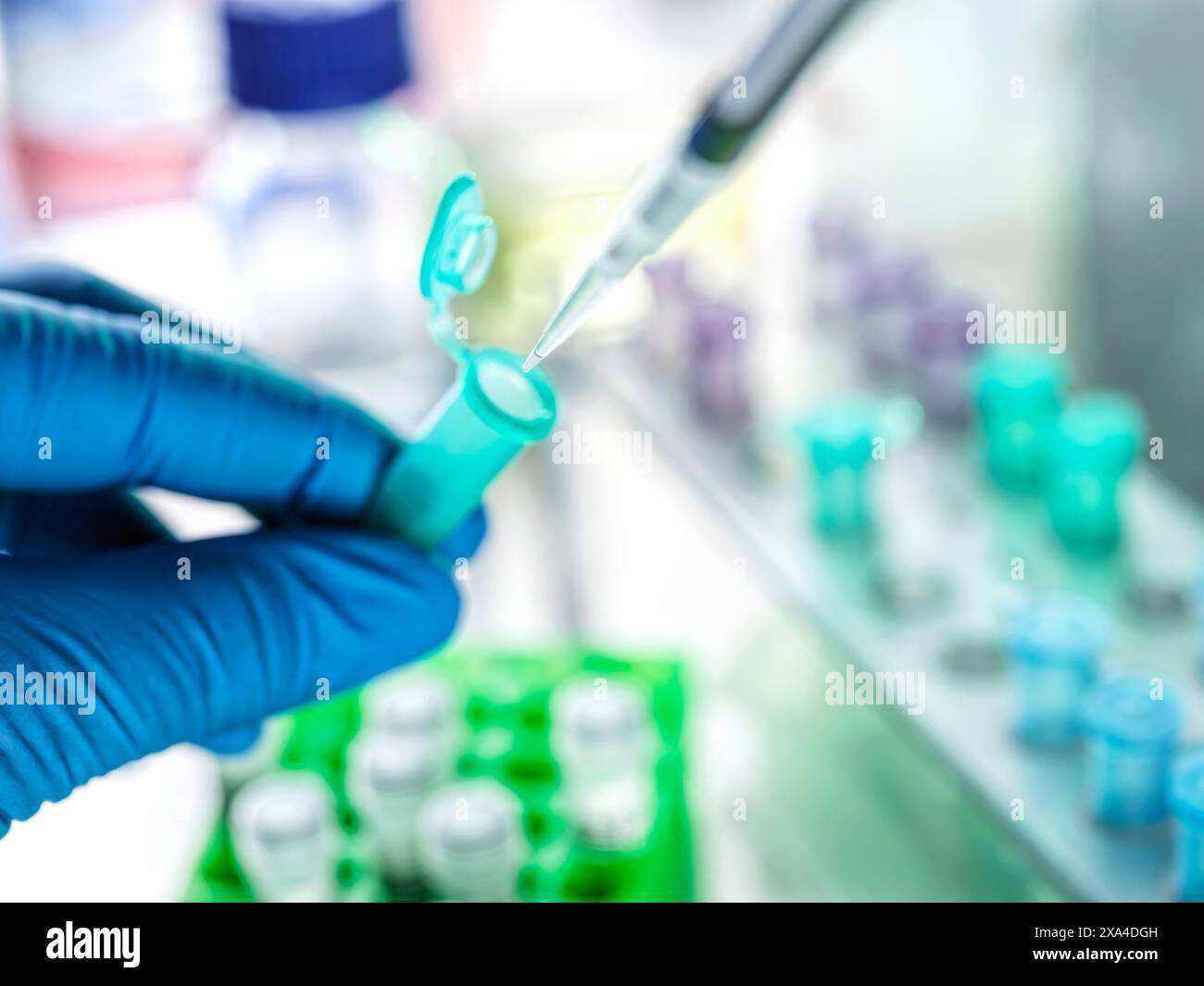 Une main gantée tenant une pipette avec une goutte de liquide sur un microtube dans un cadre de laboratoire. Banque D'Images