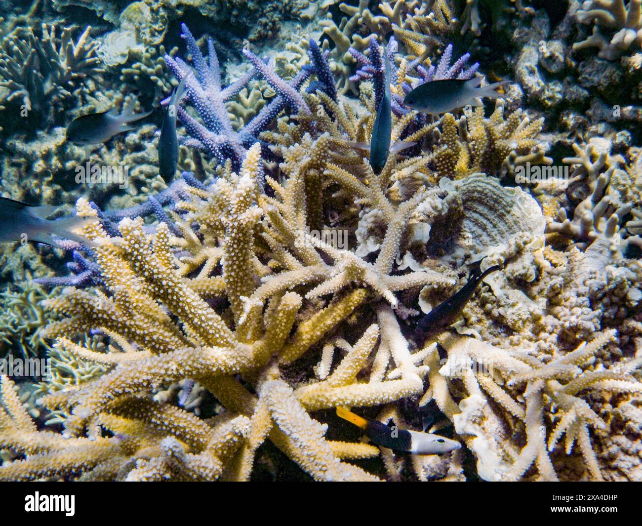 Une scène sous-marine vibrante mettant en vedette une variété d'espèces de coraux durs avec des poissons intercalés nageant parmi eux. Banque D'Images