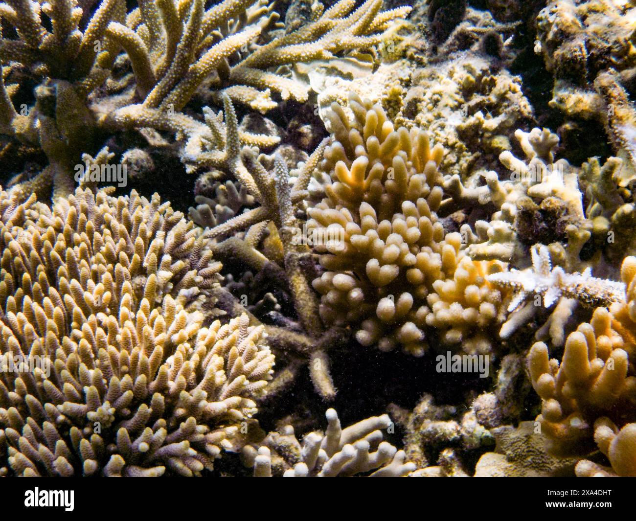 Une scène sous-marine vibrante mettant en vedette une variété d'espèces de corail avec des textures et des formes complexes dans leur habitat naturel. Banque D'Images