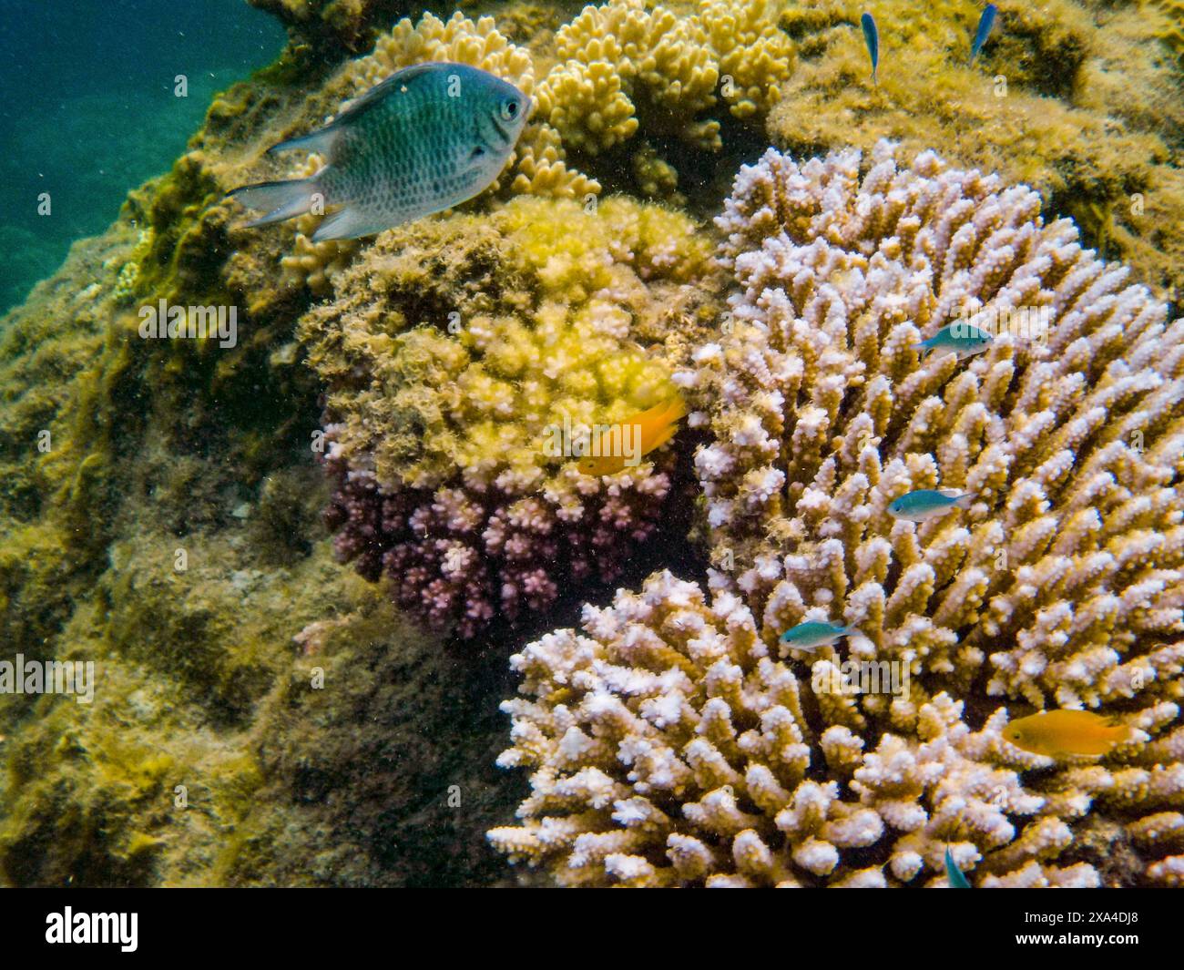 Une scène sous-marine vibrante avec une variété de poissons nageant autour de formations coralliennes multicolores. Banque D'Images