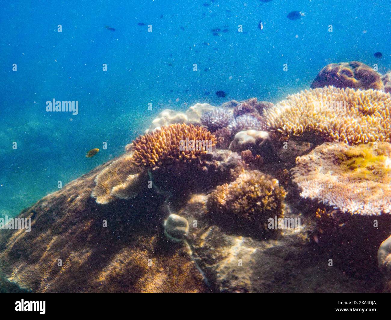 Une scène sous-marine présentant une variété de formations coralliennes entourées de petits poissons dans un environnement aquatique bleu clair. Banque D'Images