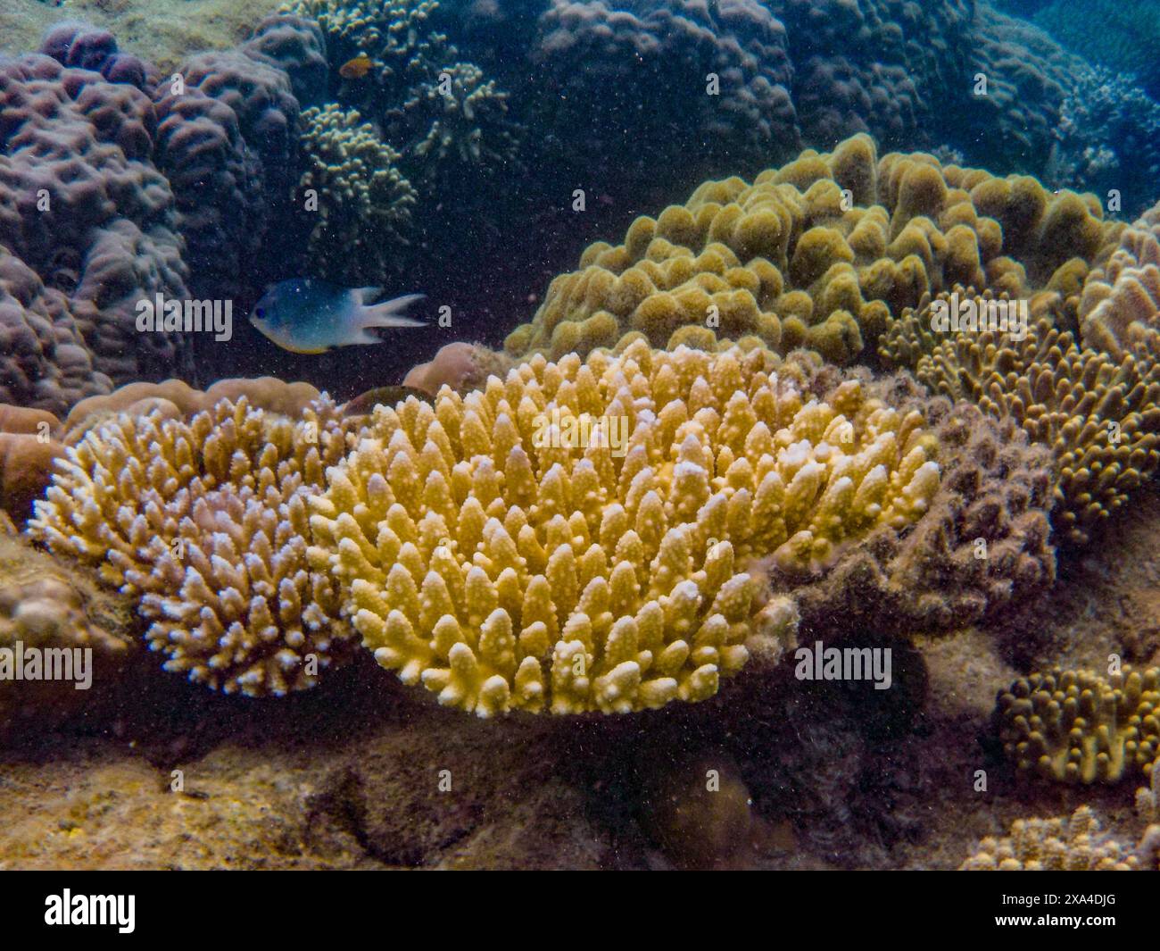 Scène sous-marine présentant des récifs coralliens vibrants avec un petit poisson nageant au-dessus. Banque D'Images