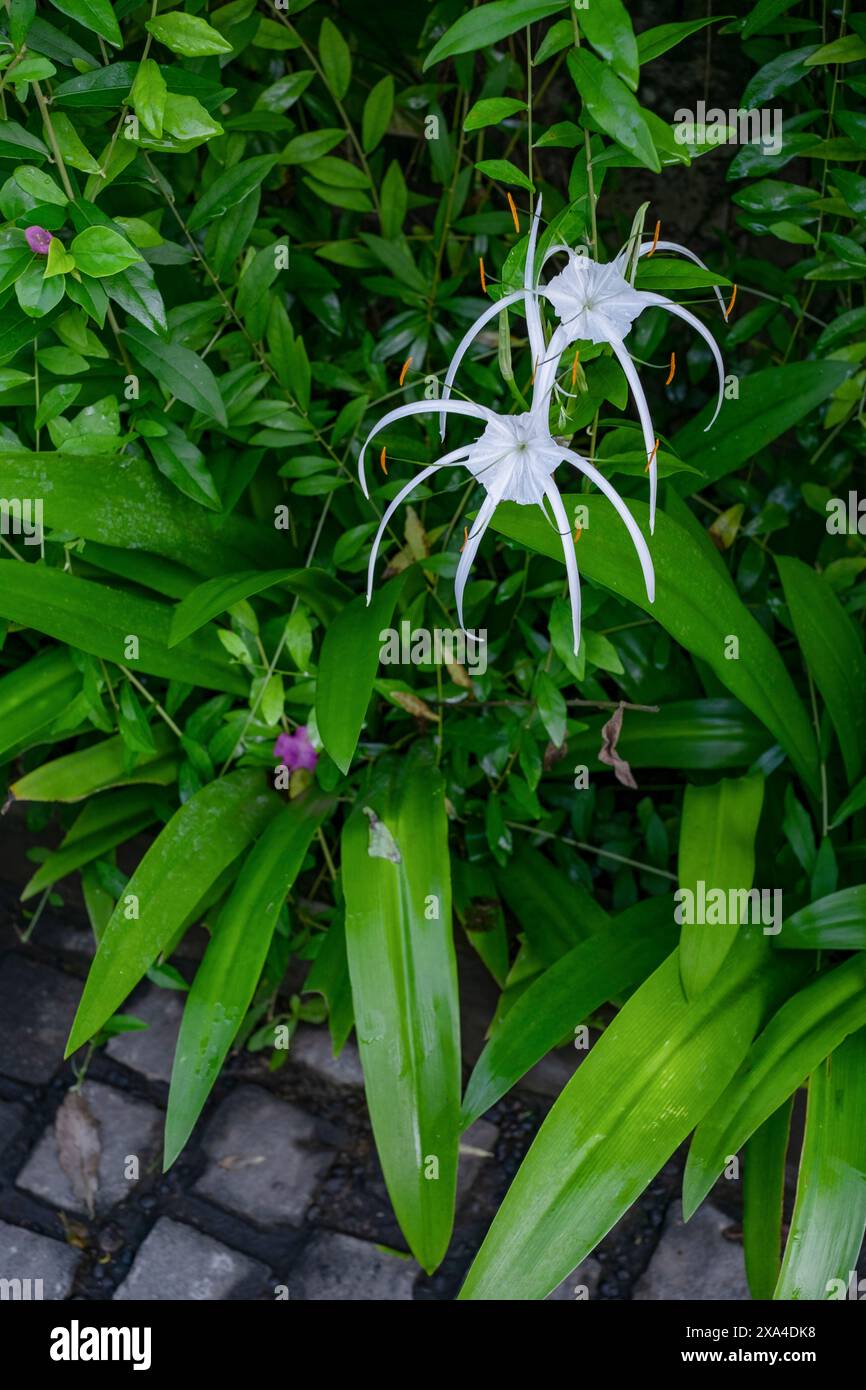 Une fleur de lis d'araignée blanche immaculée fleurit au milieu de feuilles vertes luxuriantes avec un chemin pavé en arrière-plan. Banque D'Images