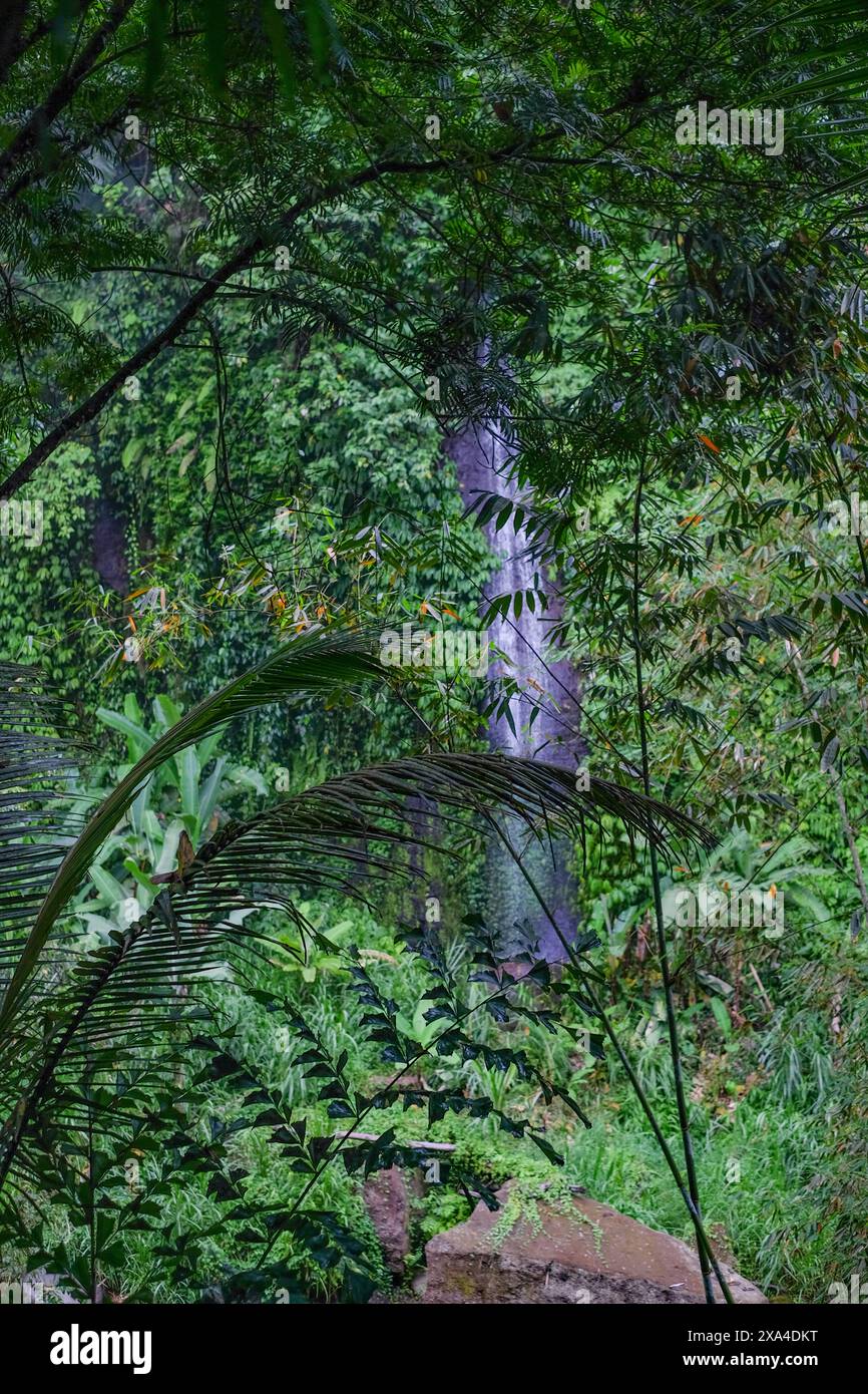 Une scène tranquille d'une cascade entourée de verdure luxuriante, vue à travers un cadre naturel de feuilles et de branches. Banque D'Images
