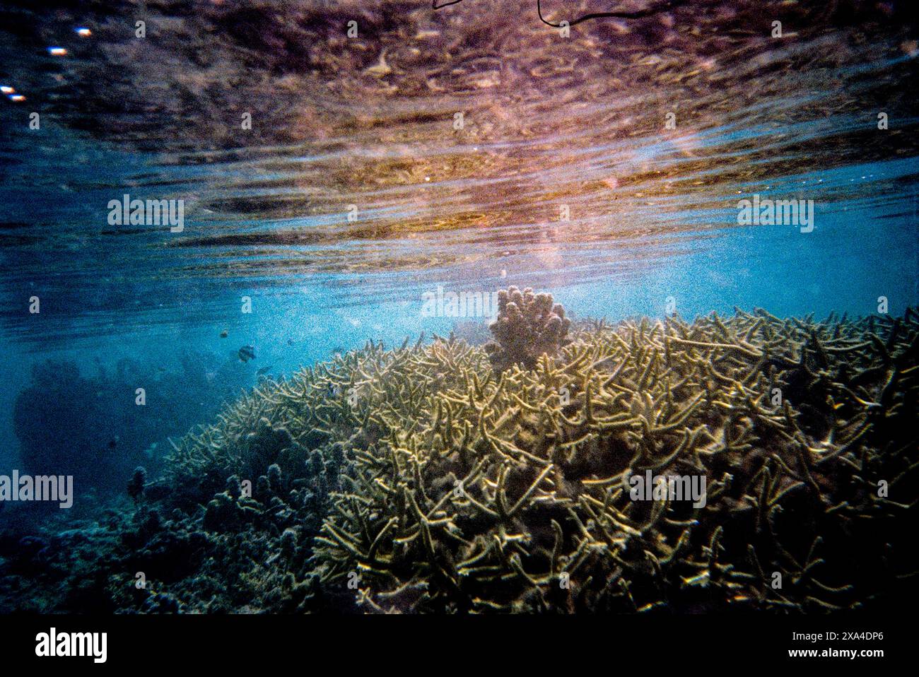 Photographie sous-marine montrant un récif corallien dynamique regorgeant de vie marine et baigné de lumière naturelle filtrant à travers la surface de l'eau. Banque D'Images