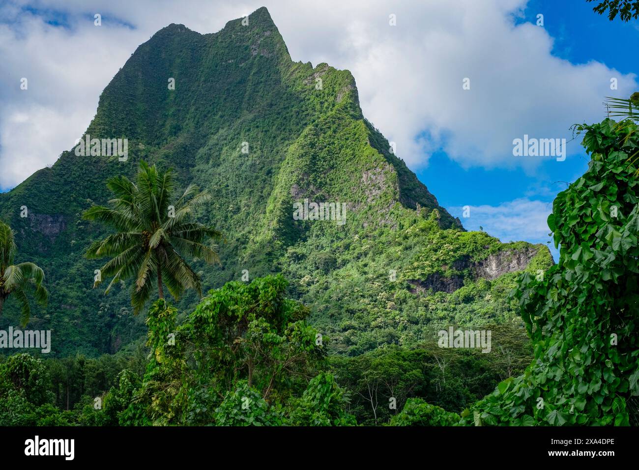 Flanc de montagne vert luxuriant sous un ciel bleu clair avec des nuages blancs moelleux, encadrés par un feuillage tropical et un palmier imposant. Banque D'Images