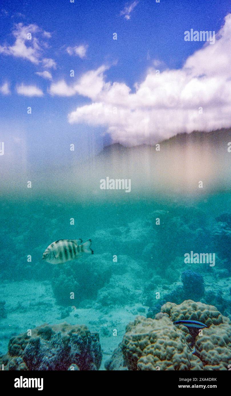 Une scène sous-marine montrant un poisson rayé nageant au-dessus d'un récif corallien avec un ciel nuageux visible au-dessus de la surface de l'eau. Banque D'Images