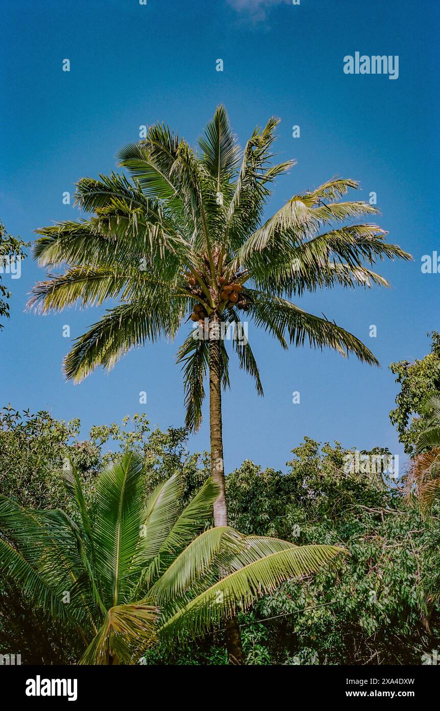 Un grand cocotier se dresse contre un ciel bleu clair, avec ses frondes se balançant doucement et entouré d'une végétation luxuriante. Banque D'Images