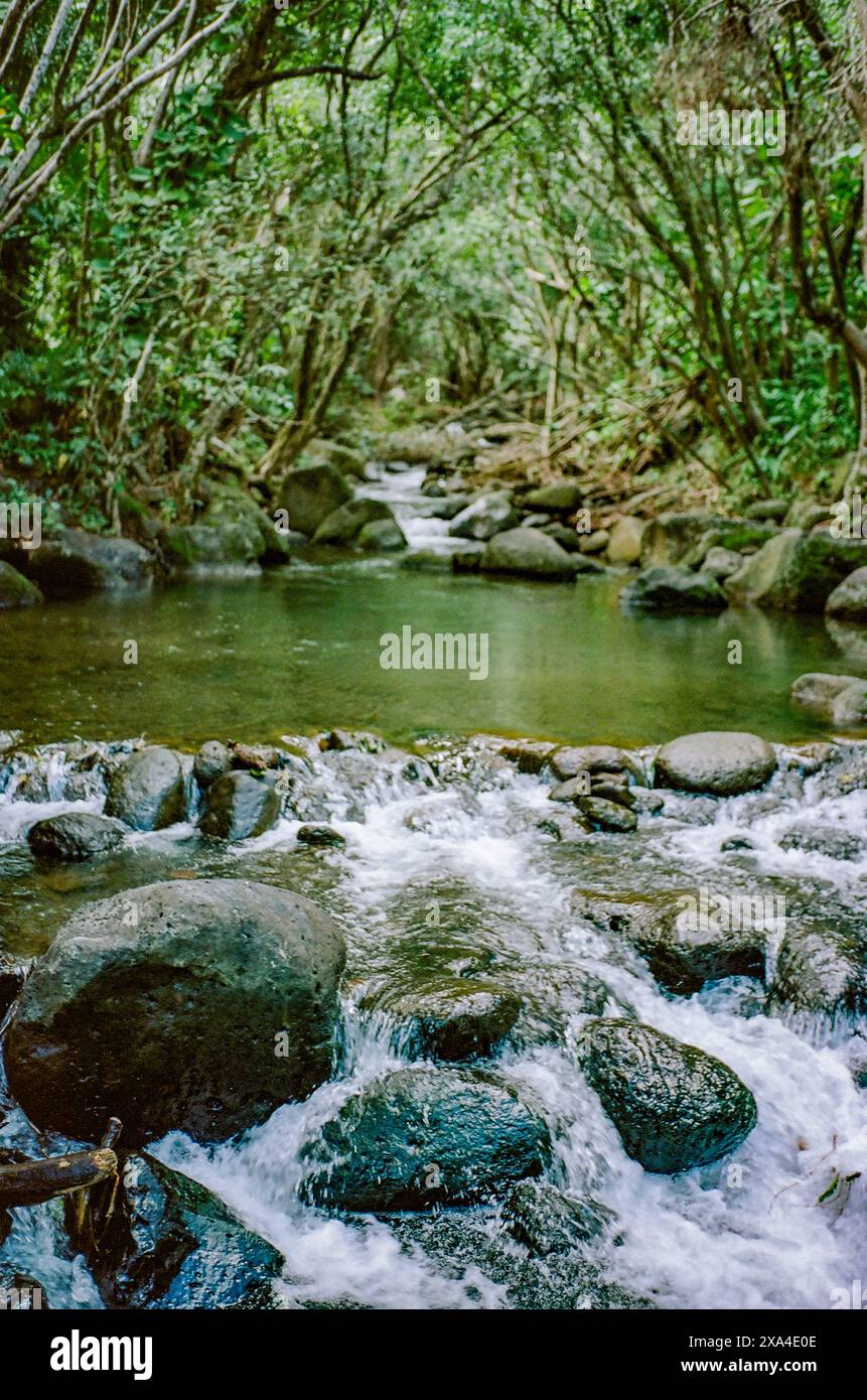 Un ruisseau serein coule à travers une forêt luxuriante, son eau cascadant sur des rochers lisses sous la canopée de feuillage vert. Banque D'Images