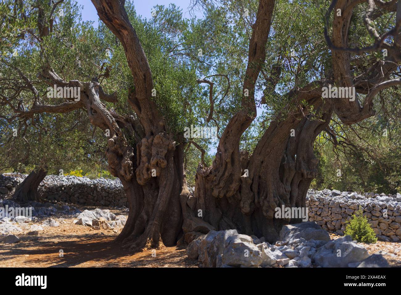 Photographie de l'olivier le plus ancien dans les jardins d'oliviers du parc écologique LUN sur l'île de Pag, Croatie Banque D'Images