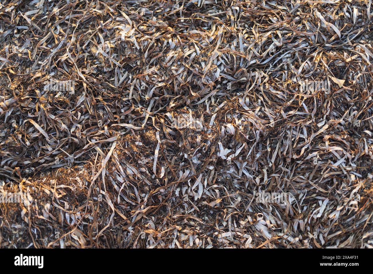 Photographie rapprochée d'algues séchées et de fond de rideau dans la lumière chaude du coucher du soleil Banque D'Images