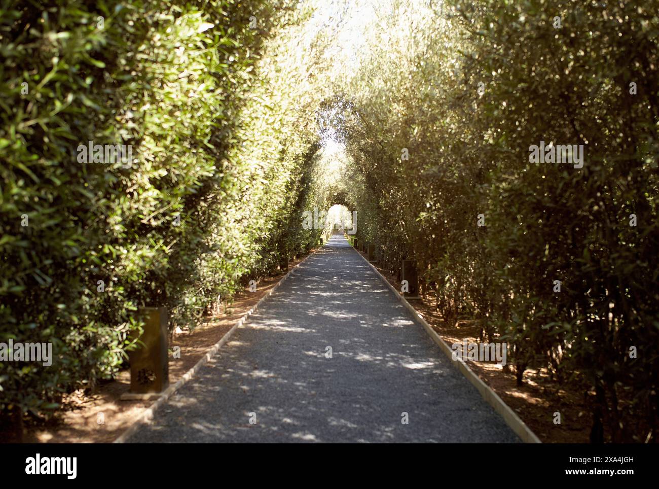 Un sentier serein flanqué d'arbres verdoyants sous un ciel lumineux et ensoleillé. Banque D'Images