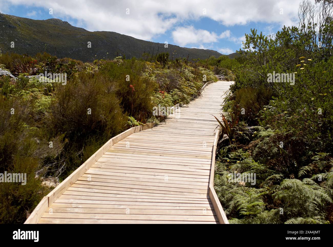 Une promenade en bois serpente à travers un paysage luxuriant avec une végétation verte variée sous un ciel partiellement nuageux. Banque D'Images