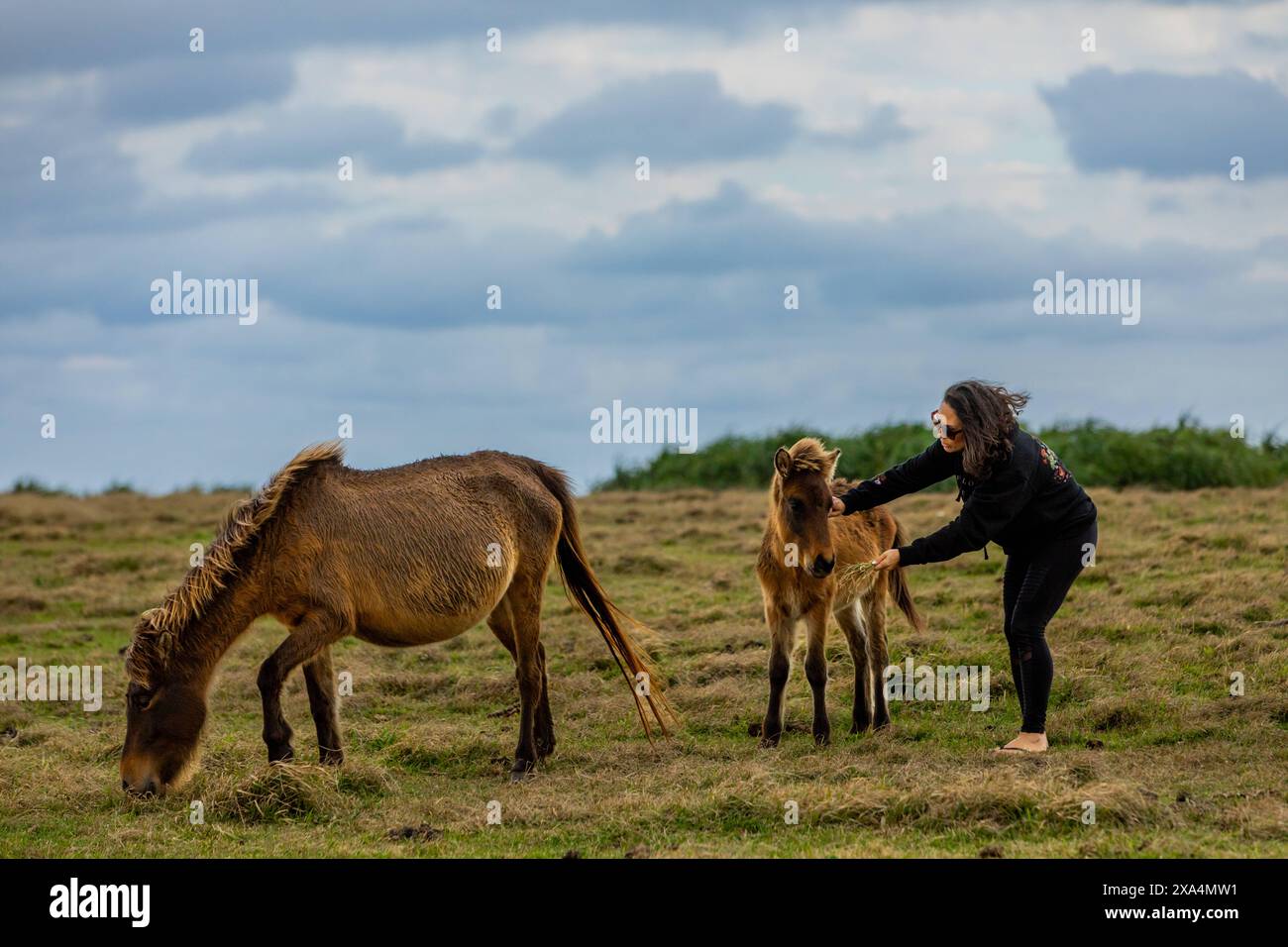 Poneys sauvages sur l'île de Yonaguni, îles Yaeyama, Japon, Asie Copyright : LauraxGrier 1218-1853 DATE D'ENREGISTREMENT NON INDIQUÉE Banque D'Images