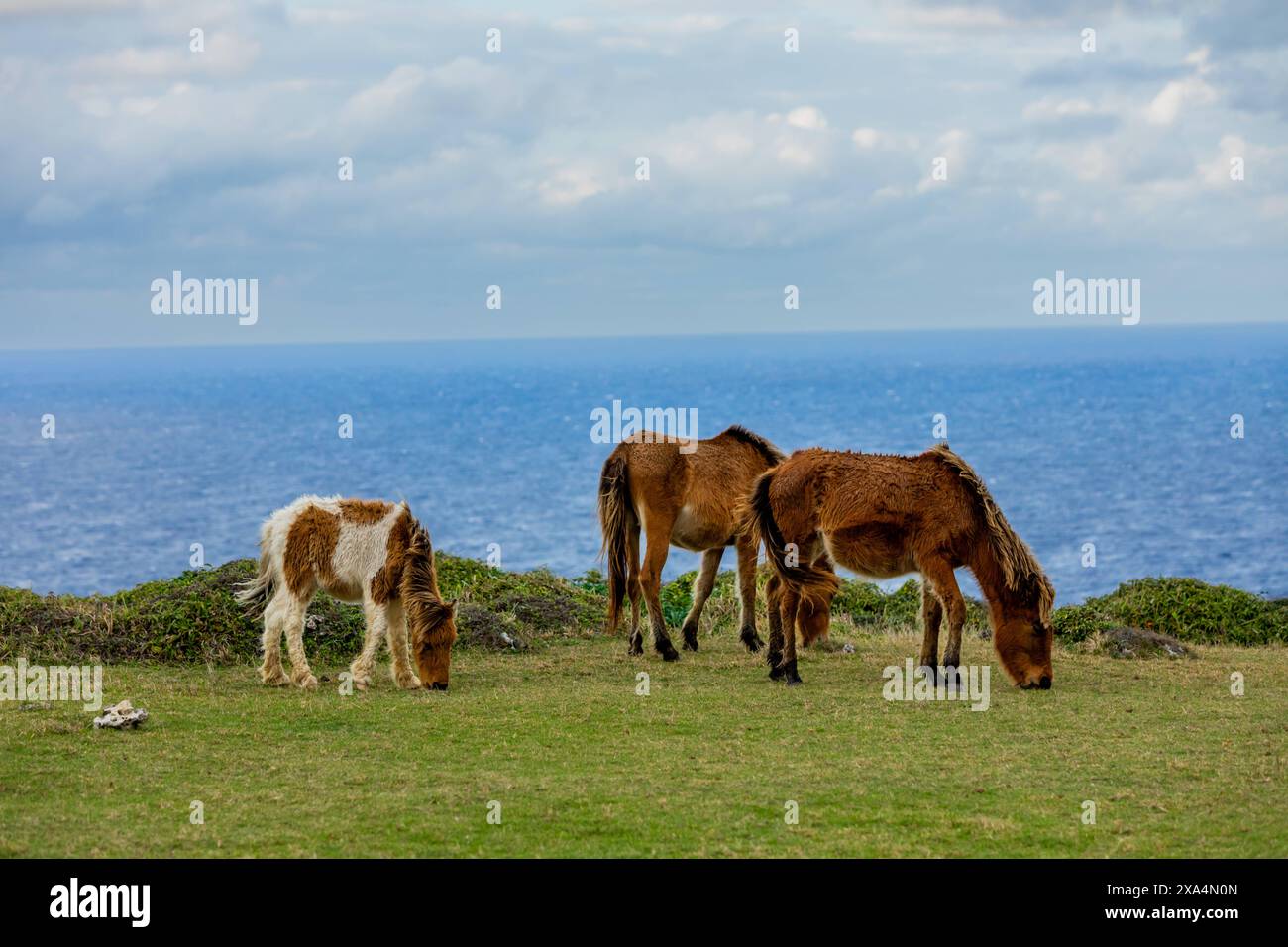 Poneys sauvages sur l'île de Yonaguni, îles Yaeyama, Japon, Asie Copyright : LauraxGrier 1218-1855 DATE D'ENREGISTREMENT NON INDIQUÉE Banque D'Images