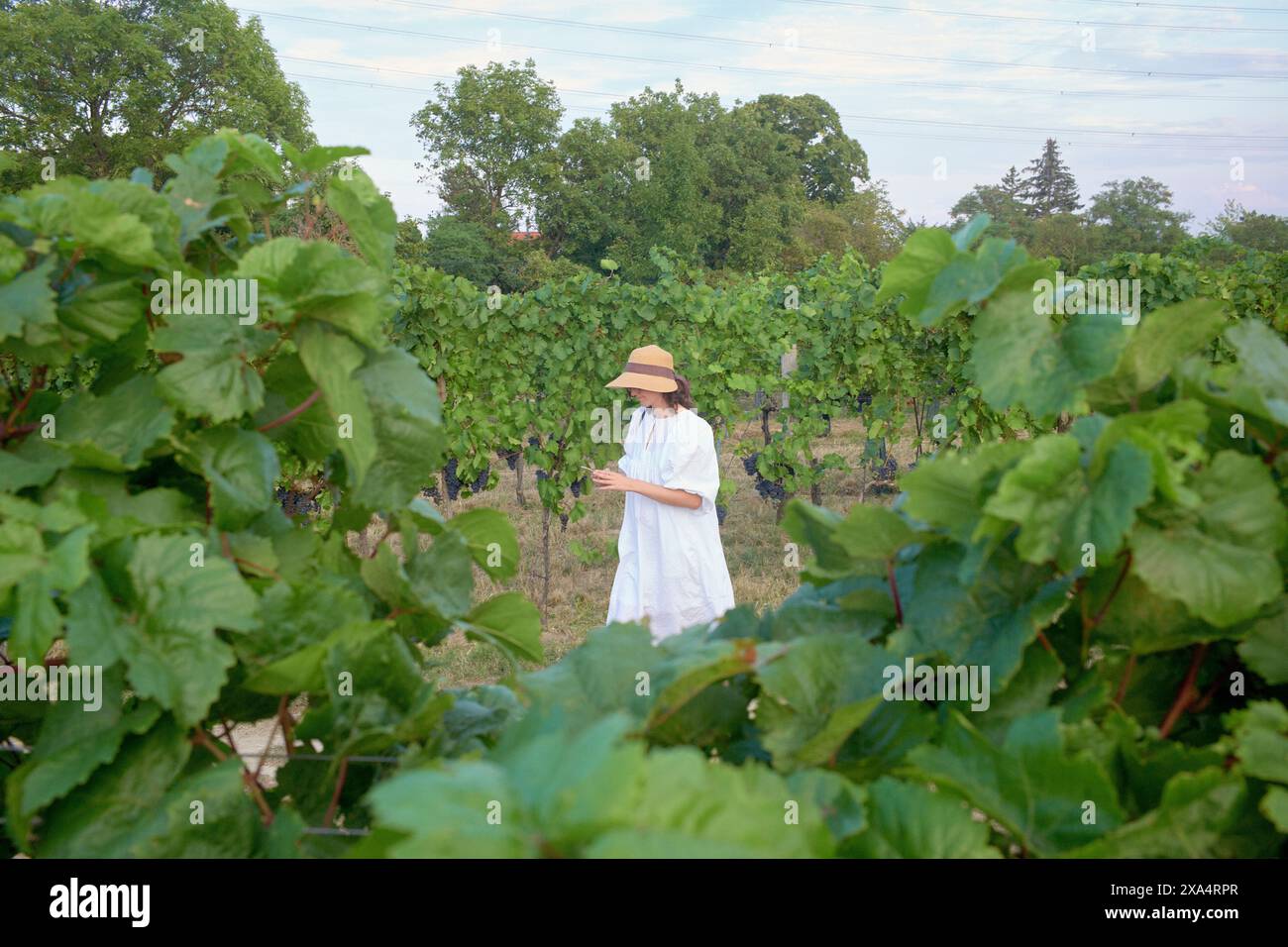 Femme en robe blanche errant à travers les rangées de vignobles luxuriants au coucher du soleil Banque D'Images