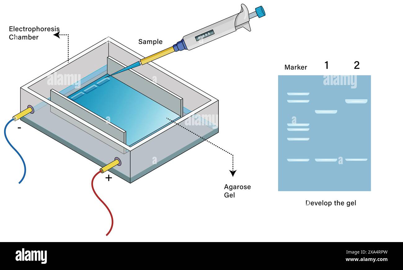 Illustration vectorielle détaillée de la technique d'électrophorèse sur gel d'agarose pour l'éducation en biologie moléculaire et biochimie sur fond blanc. Illustration de Vecteur