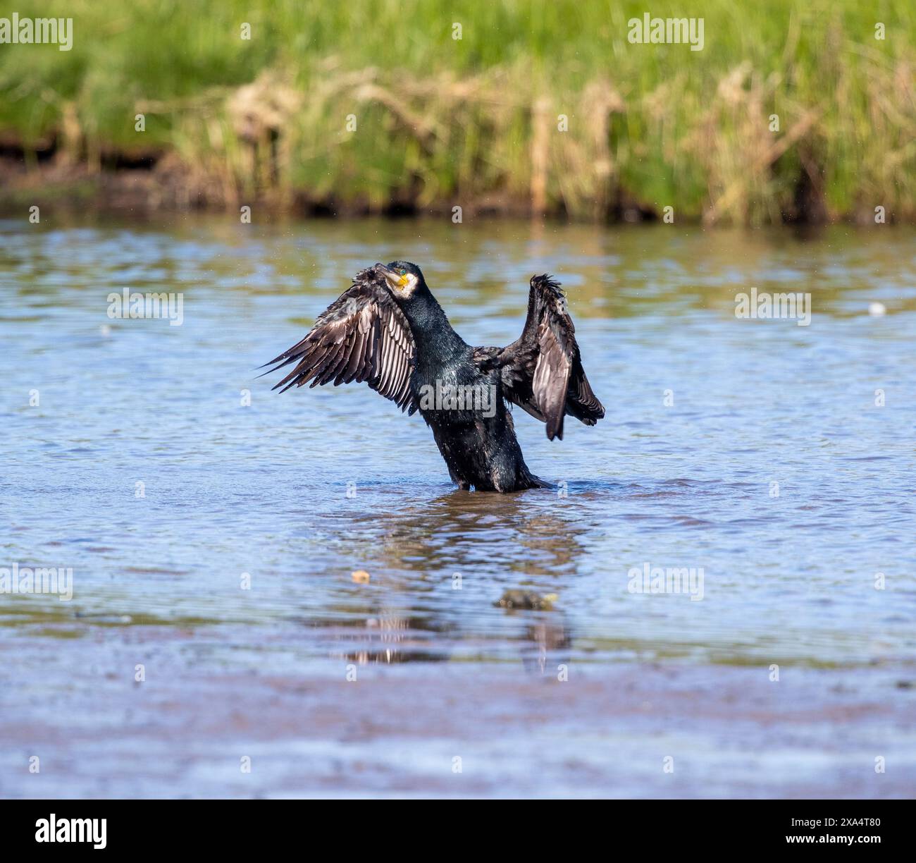 Cormoran Banque D'Images