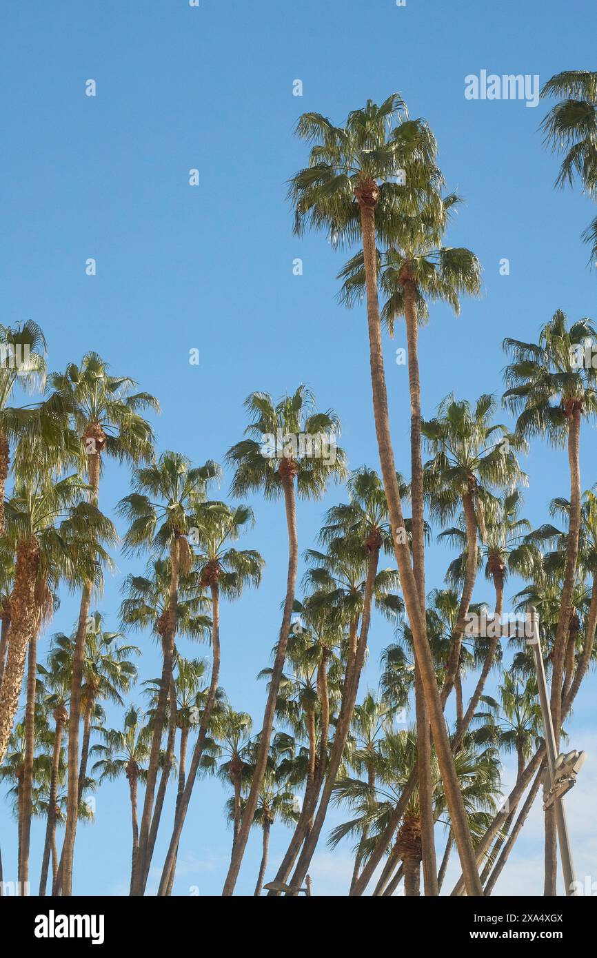 De grands palmiers s'élèvent contre un ciel bleu clair. Banque D'Images