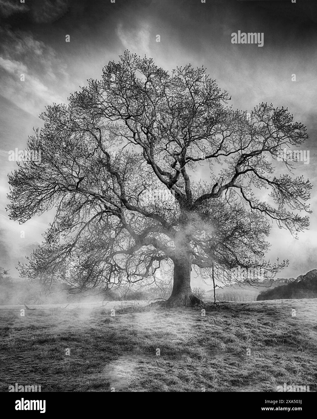 Arbre majestueux se dresse haut avec des branches complexes sur un fond brumeux. Banque D'Images