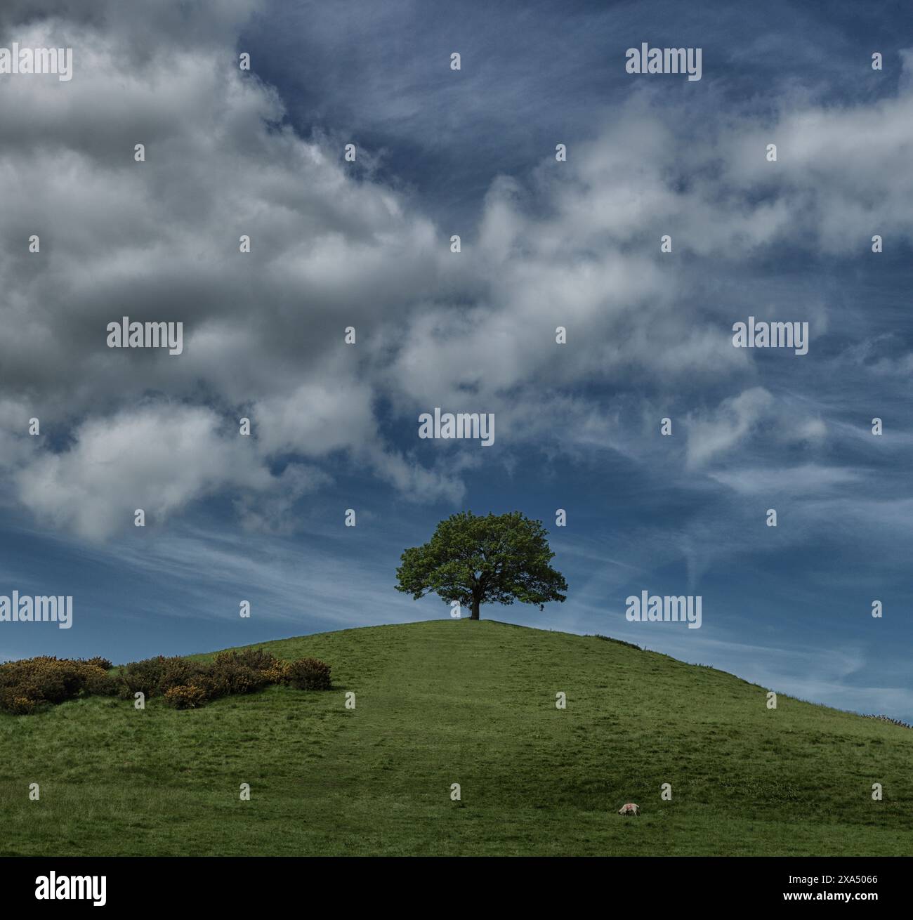 Arbre solitaire debout sur une colline verte sous un ciel bleu spectaculaire avec des nuages dispersés. Banque D'Images